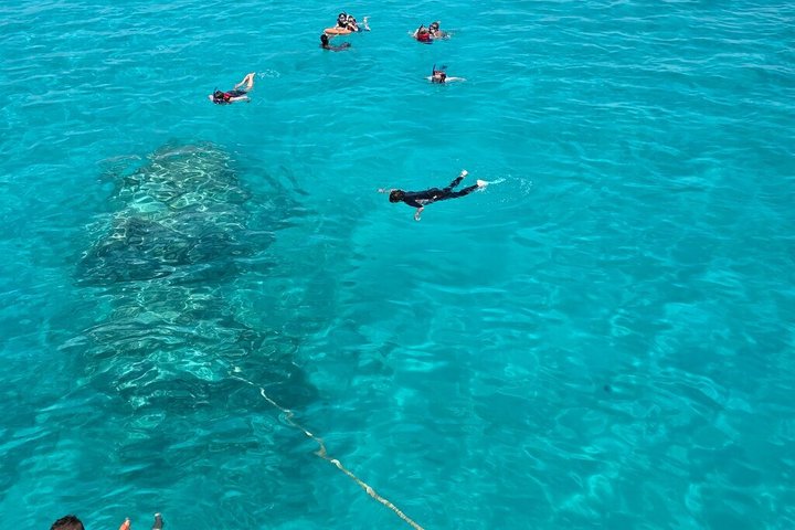 Volledige dag snorkeltour naar Dolphin House vanuit Hurghada met dolfijnen spotten en lunch, foto 23 | wizardtrip