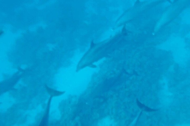 Volledige dag snorkeltour naar Dolphin House vanuit Hurghada met dolfijnen spotten en lunch, foto 25 | wizardtrip