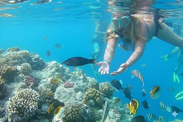 Volledige dag snorkeltour naar Dolphin House vanuit Hurghada met dolfijnen spotten en lunch, foto 33 | wizardtrip