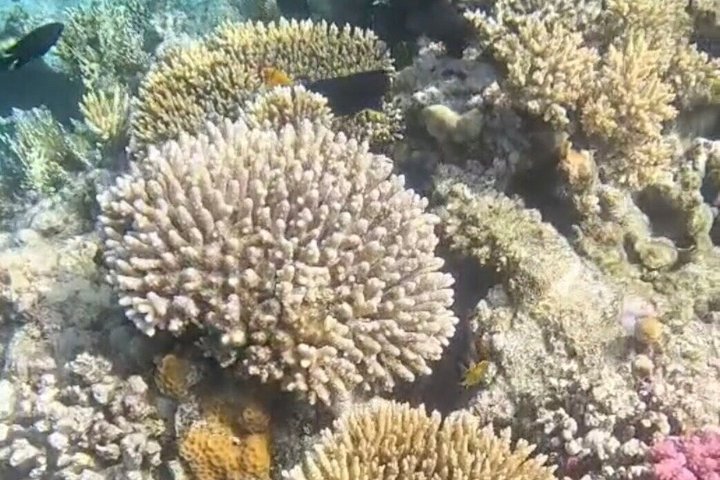 Volledige dag snorkeltour naar Dolphin House vanuit Hurghada met dolfijnen spotten en lunch, foto 34 | wizardtrip