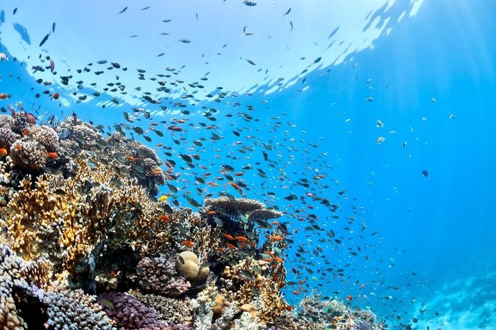 Erkunden Sie die atemberaubenden Korallenriffe, einzigartigen geologischen Formationen und kristallklaren Gewässer des Ras Mohammed Nationalparks auf einer geführten Tour ab Sharm El Sheikh, Foto 10 | wizardtrip