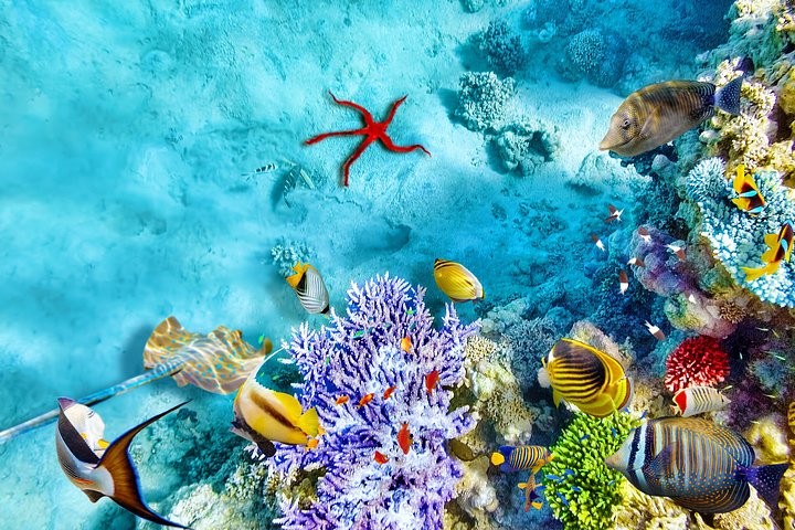 Erkunden Sie die atemberaubenden Korallenriffe, einzigartigen geologischen Formationen und kristallklaren Gewässer des Ras Mohammed Nationalparks auf einer geführten Tour ab Sharm El Sheikh, Foto 12 | wizardtrip