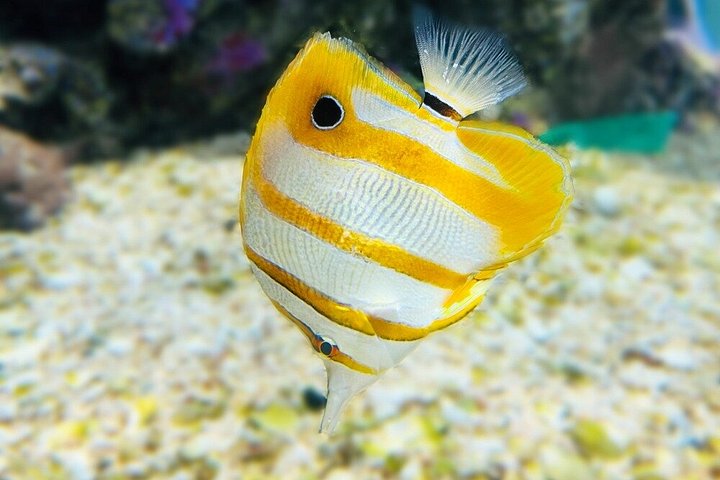 Erkunden Sie die atemberaubenden Korallenriffe, einzigartigen geologischen Formationen und kristallklaren Gewässer des Ras Mohammed Nationalparks auf einer geführten Tour ab Sharm El Sheikh, Foto 19 | wizardtrip