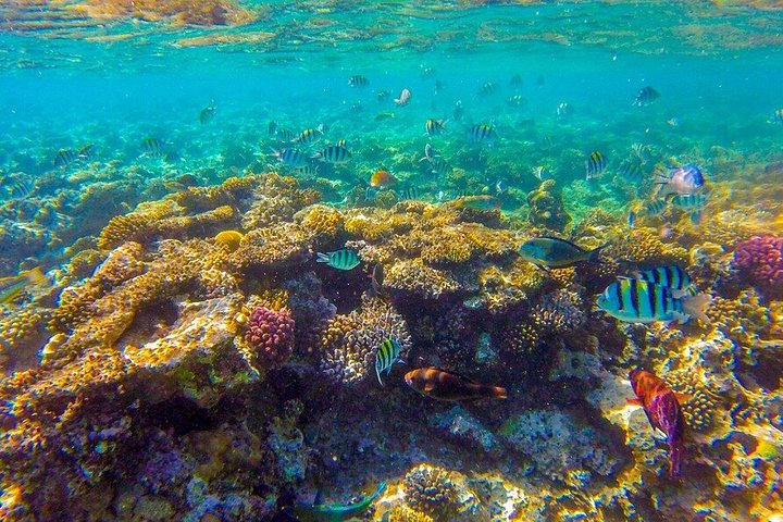 Erkunden Sie die atemberaubenden Korallenriffe, einzigartigen geologischen Formationen und kristallklaren Gewässer des Ras Mohammed Nationalparks auf einer geführten Tour ab Sharm El Sheikh, Foto 25 | wizardtrip