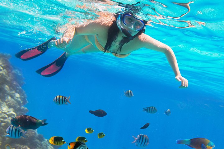 Erkunden Sie die atemberaubenden Korallenriffe, einzigartigen geologischen Formationen und kristallklaren Gewässer des Ras Mohammed Nationalparks auf einer geführten Tour ab Sharm El Sheikh, Foto 33 | wizardtrip