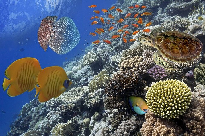 Erkunden Sie die atemberaubenden Korallenriffe, einzigartigen geologischen Formationen und kristallklaren Gewässer des Ras Mohammed Nationalparks auf einer geführten Tour ab Sharm El Sheikh, Foto 38 | wizardtrip