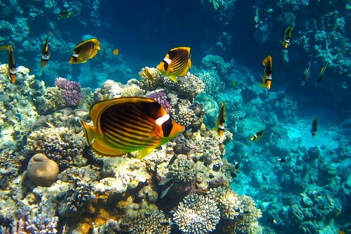 Erkunden Sie die atemberaubenden Korallenriffe, einzigartigen geologischen Formationen und kristallklaren Gewässer des Ras Mohammed Nationalparks auf einer geführten Tour ab Sharm El Sheikh, Foto 44 | wizardtrip