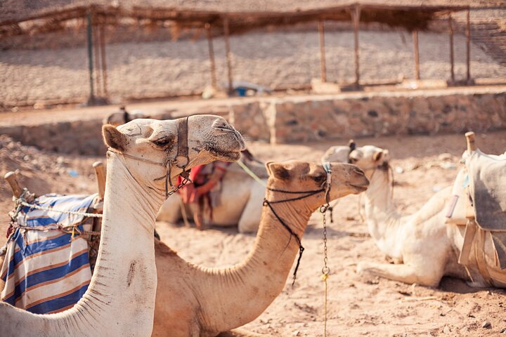 Aventura de quadriciclo e passeio de camelo no deserto de Sharm El Sheikh com vistas para a Montanha do Eco, foto 16 | wizardtrip