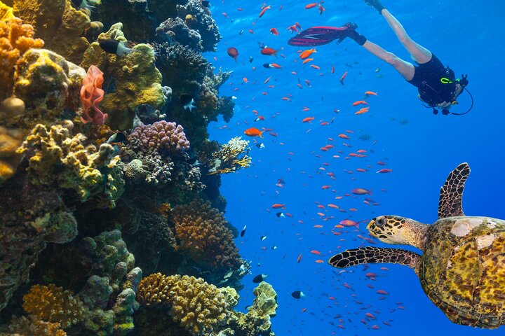 Excursion en yacht de luxe vers le parc national de Ras Mohammed et White Island depuis Charm el-Cheikh, Égypte, photo 8 | wizardtrip