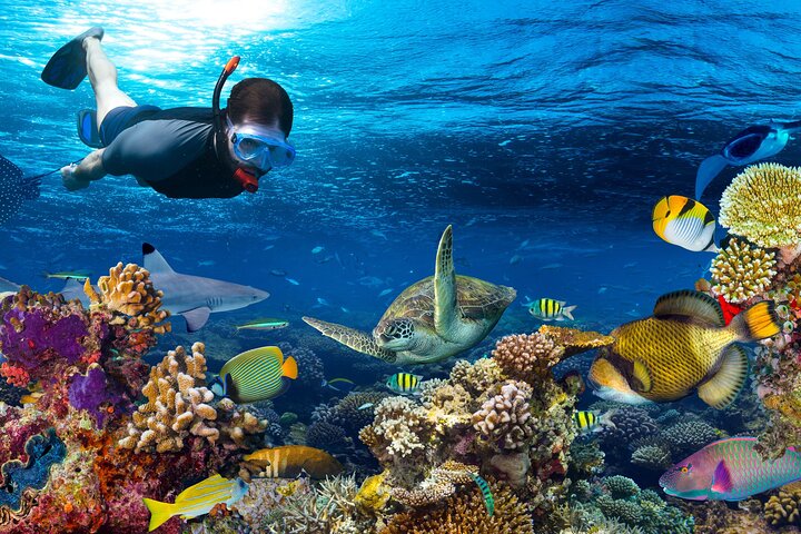 Excursion en yacht de luxe vers le parc national de Ras Mohammed et White Island depuis Charm el-Cheikh, Égypte, photo 14 | wizardtrip