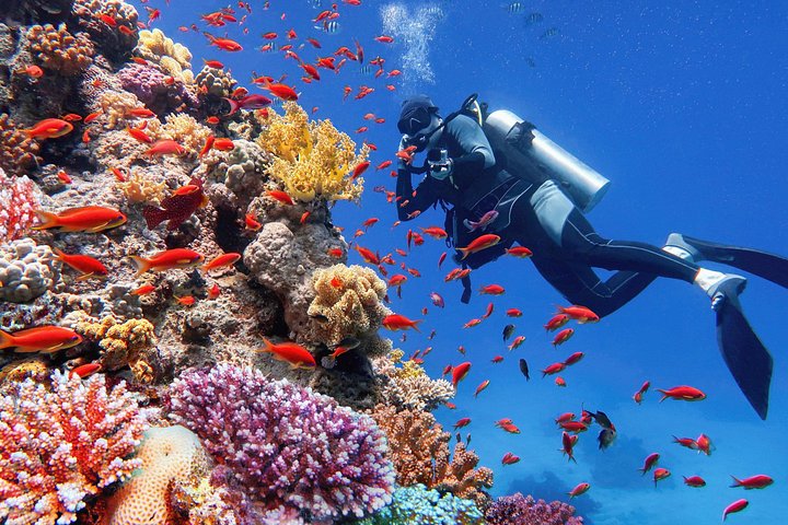 Excursion en yacht de luxe vers le parc national de Ras Mohammed et White Island depuis Charm el-Cheikh, Égypte, photo 30 | wizardtrip