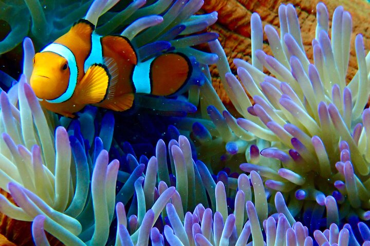 Segel- und Schnorchelabenteuer auf dem Great Barrier Reef ab Port Douglas, Foto 13 | wizardtrip