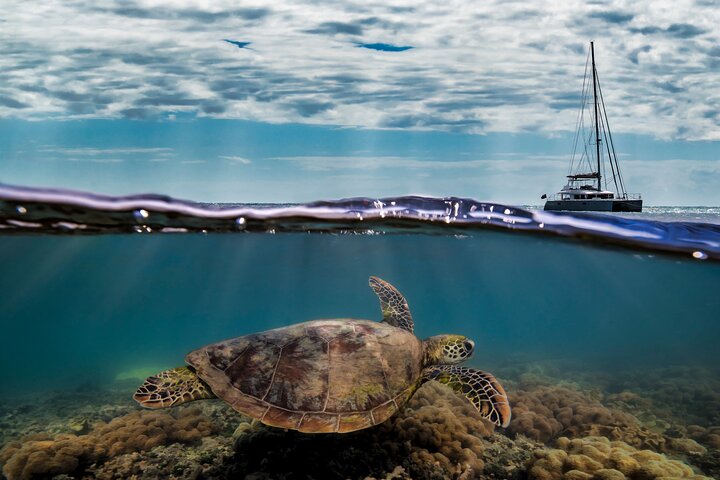 Seglingskatamarantur till Low Isles på Stora barriärrevet, Australien, foto 6 | wizardtrip