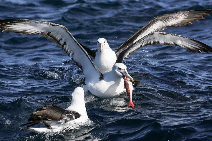 Aventura de buceo en jaula de tiburones en Gansbaai, Sudáfrica, con biólogo marino y visita al santuario de pingüinos, foto 7 | wizardtrip