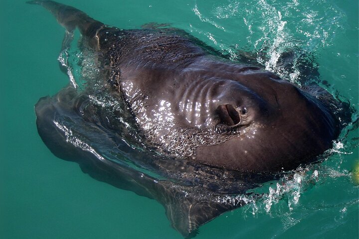 Aventura de buceo en jaula de tiburones en Gansbaai, Sudáfrica, con biólogo marino y visita al santuario de pingüinos, foto 8 | wizardtrip