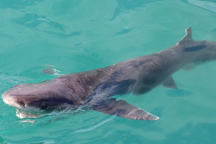 Aventura de buceo en jaula de tiburones en Gansbaai, Sudáfrica, con biólogo marino y visita al santuario de pingüinos, foto 9 | wizardtrip