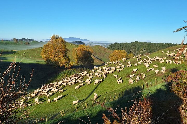 Opplev Hobbits magi og Waitomos lysmark på en dagstur fra Auckland, foto 22 | wizardtrip