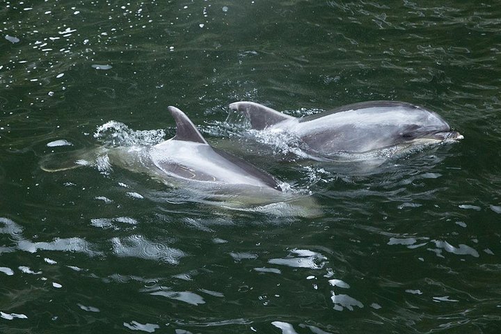 Tour met kleine groep naar Milford Sound vanuit Queenstown, met een schilderachtige cruise en Fiordland National Park, foto 10 | wizardtrip