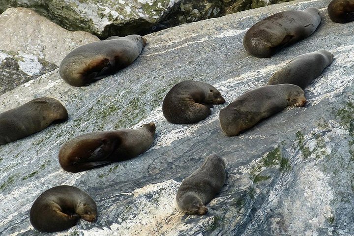 Tour met kleine groep naar Milford Sound vanuit Queenstown, met een schilderachtige cruise en Fiordland National Park, foto 12 | wizardtrip