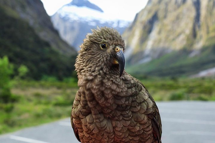 Tour met kleine groep naar Milford Sound vanuit Queenstown, met een schilderachtige cruise en Fiordland National Park, foto 15 | wizardtrip