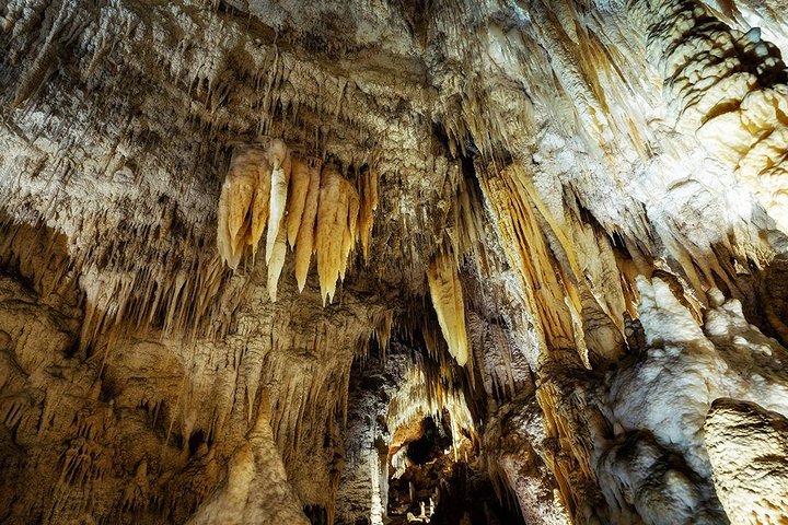 オークランド発ワイトゥンガ洞窟、ロトルア、テ・プイアへの少人数制ツアー。自然の驚異とマオリ文化を紹介、写真15 | wizardtrip
