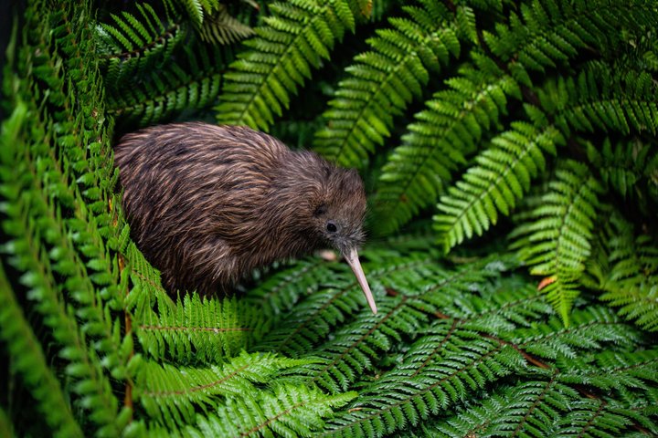 Heldagstur fra Auckland til Rotorua med geotermiske underverker og valgfrie aktiviteter, foto 11 | wizardtrip