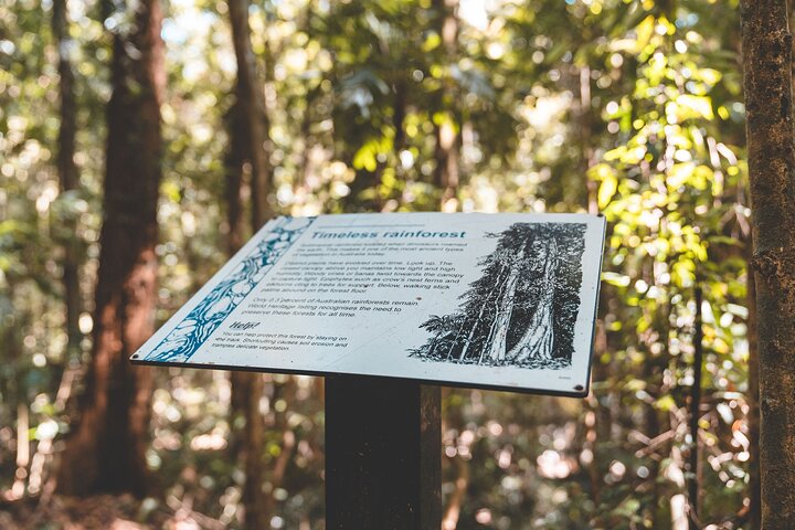 Esplora le lussureggianti foreste pluviali, le cascate e la fauna selvatica dei parchi nazionali di Springbrook e Tamborine in un tour di un giorno da Brisbane, foto 10 | wizardtrip
