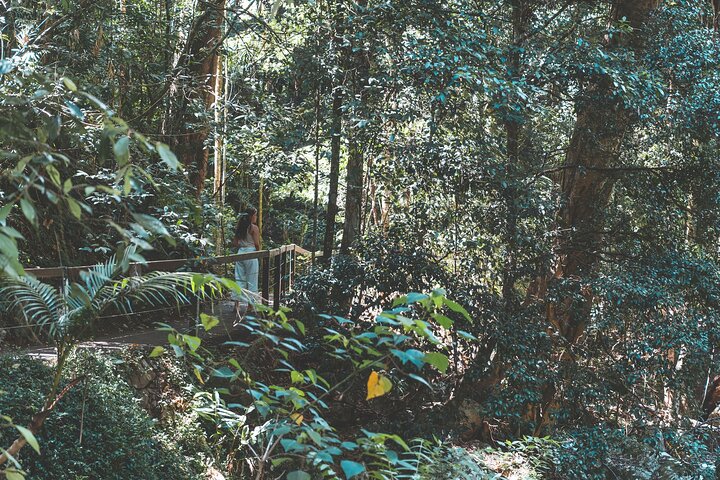 Esplora le lussureggianti foreste pluviali, le cascate e la fauna selvatica dei parchi nazionali di Springbrook e Tamborine in un tour di un giorno da Brisbane, foto 11 | wizardtrip