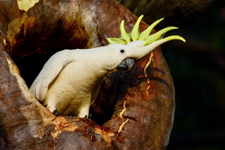 Esplora le lussureggianti foreste pluviali, le cascate e la fauna selvatica dei parchi nazionali di Springbrook e Tamborine in un tour di un giorno da Brisbane, foto 12 | wizardtrip