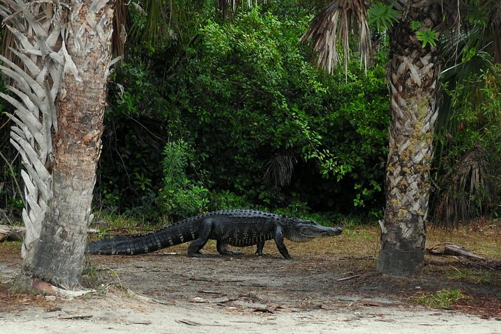 Everglades Dag Safari fra Fort Lauderdale | wizardtrip