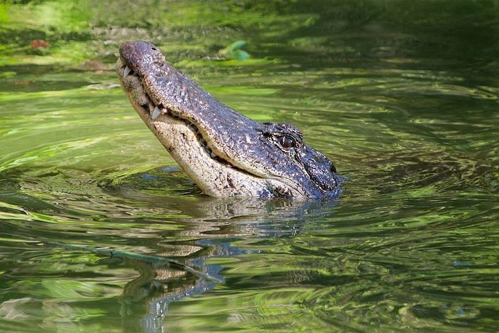 フォートローダーデールからの終日エバーグレーズ・サファリ・アドベンチャー。エアボート、野生生物、マングローブクルーズが特徴です、写真6 | wizardtrip