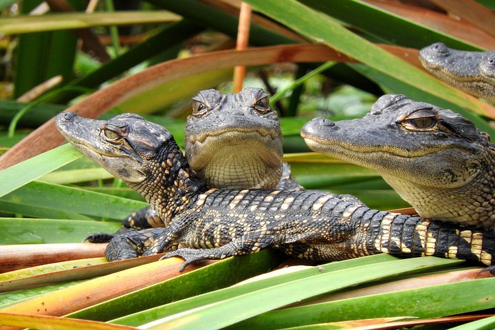 フォートローダーデールからの終日エバーグレーズ・サファリ・アドベンチャー。エアボート、野生生物、マングローブクルーズが特徴です、写真8 | wizardtrip