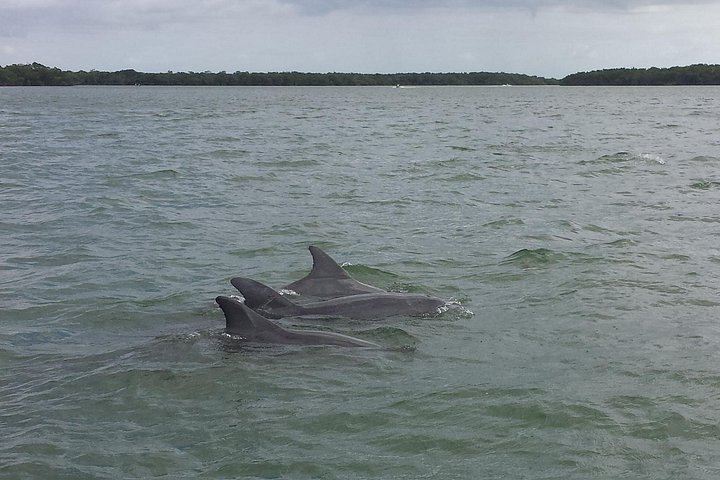 Explora la diversa vida silvestre y los paisajes de los Everglades en una aventura de safari de un día completo, foto 6 | wizardtrip