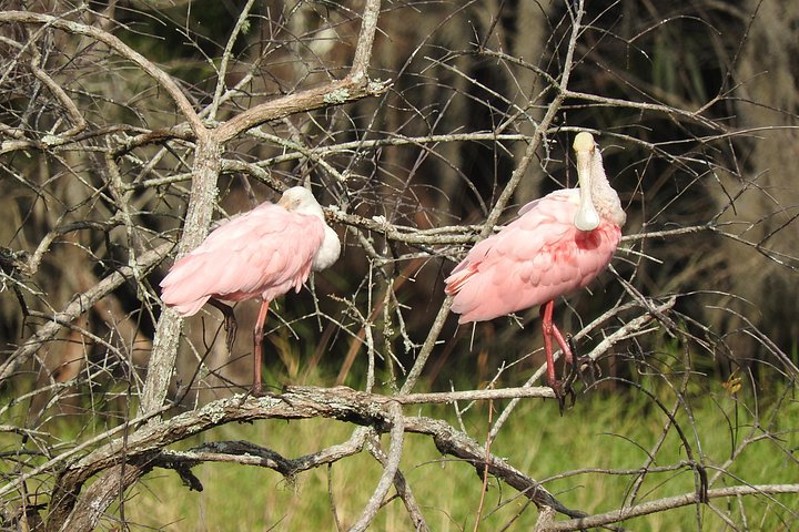 Explora la diversa vida silvestre y los paisajes de los Everglades en una aventura de safari de un día completo, foto 8 | wizardtrip