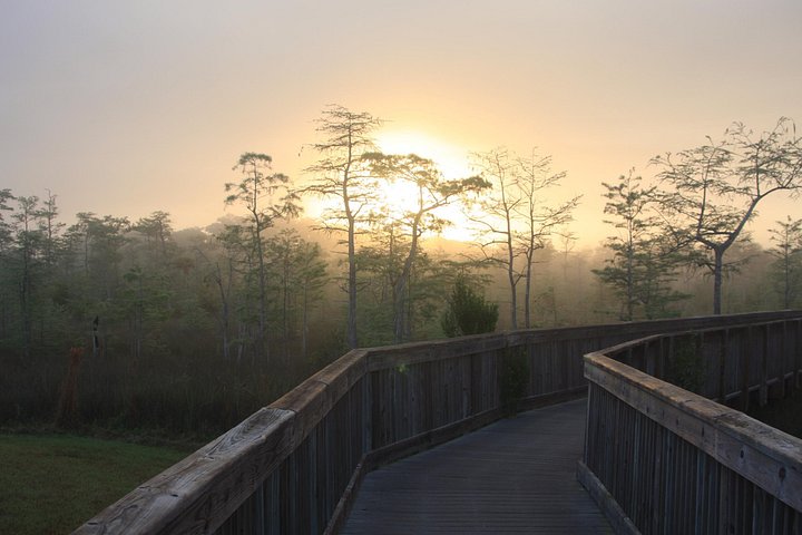 Explora la diversa vida silvestre y los paisajes de los Everglades en una aventura de safari de un día completo, foto 9 | wizardtrip