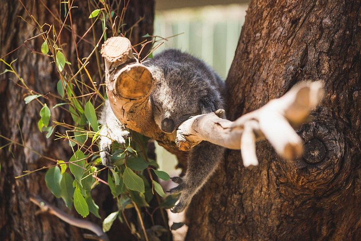 Tur i lille gruppe til Phillip Island fra Melbourne for at se pingviner og dyreliv, foto 6 | wizardtrip