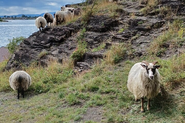 Verken de eilanden en de fjord van Oslo tijdens een begeleide natuurwandeling met openbare veerboten, foto 10 | wizardtrip