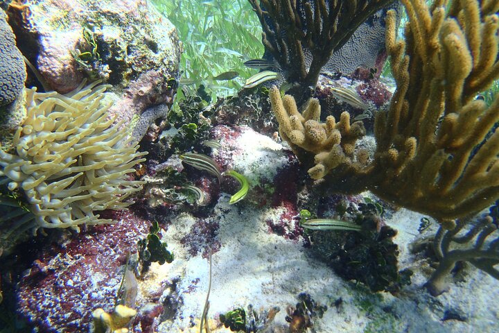 Snorkeling dans la barrière de corail mésoaméricaine en petit groupe à Puerto Morelos | wizardtrip