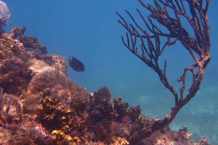 Aventura de snorkeling na Barreira de Corais Mesoamericana perto de Cancún, México, foto 10 | wizardtrip