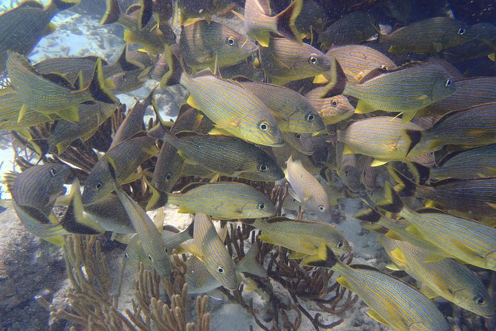 Aventura de snorkeling na Barreira de Corais Mesoamericana perto de Cancún, México, foto 11 | wizardtrip