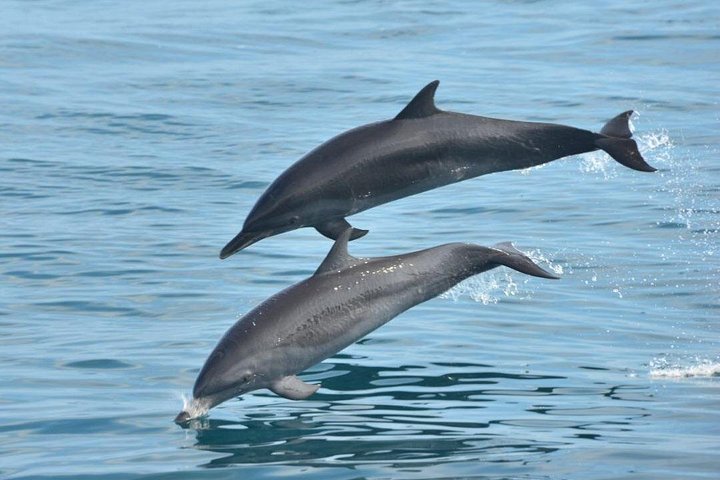 Katamaran-Segelabenteuer entlang der Küste des Manuel Antonio Nationalparks, Costa Rica, Foto 20 | wizardtrip