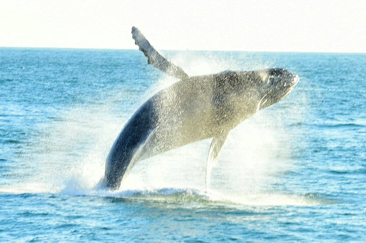 All-inclusive katamaran eventyr i Playa Flamingo, Costa Rica, med snorkling, dyreliv og vandrutschebane sjov, foto 14 | wizardtrip