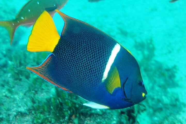 All-inclusive katamaran eventyr i Playa Flamingo, Costa Rica, med snorkling, dyreliv og vandrutschebane sjov, foto 19 | wizardtrip