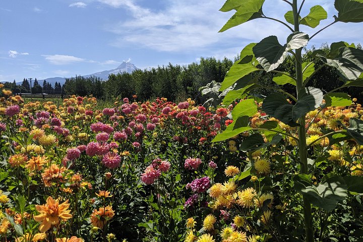 Schilderachtige dagtocht van Portland naar Mt Hood, met watervallen, bossen en berguitzichten, foto 17 | wizardtrip