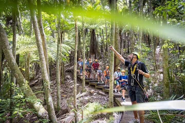 Expérience de tyrolienne et de balade en forêt sur l'île de Waiheke, Nouvelle-Zélande, avec des vues magnifiques sur le golfe, photo 13 | wizardtrip