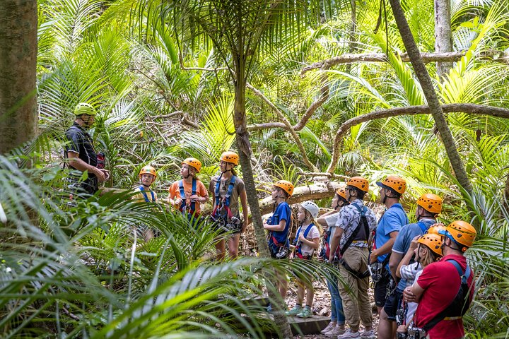 Expérience de tyrolienne et de balade en forêt sur l'île de Waiheke, Nouvelle-Zélande, avec des vues magnifiques sur le golfe, photo 15 | wizardtrip