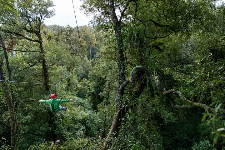 Experimente tirolesas emocionantes e caminhadas na floresta na antiga copa de Rotorua, foto 6 | wizardtrip
