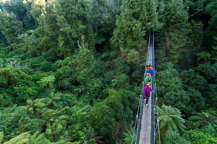 Experimente tirolesas emocionantes e caminhadas na floresta na antiga copa de Rotorua, foto 12 | wizardtrip