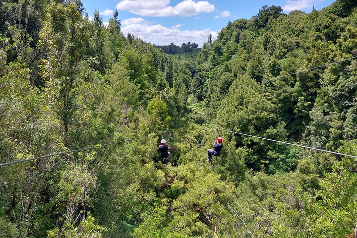 Experimente tirolesas emocionantes e caminhadas na floresta na antiga copa de Rotorua, foto 15 | wizardtrip