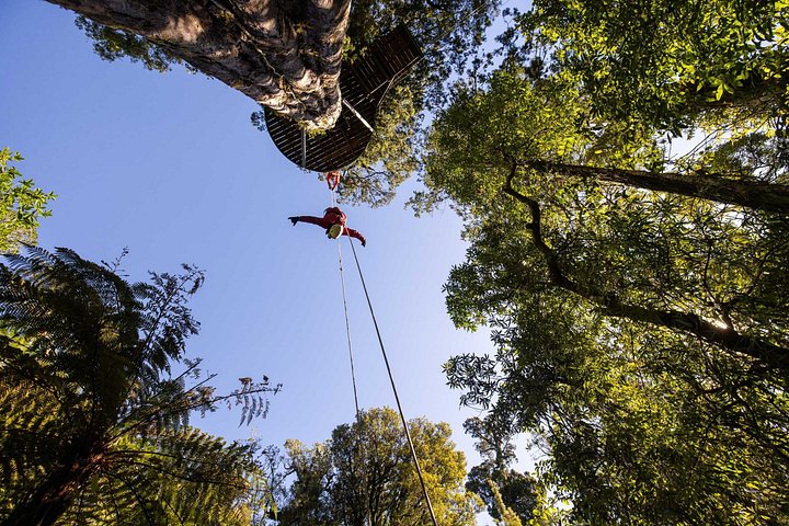 Experimente tirolesas emocionantes e caminhadas na floresta na antiga copa de Rotorua, foto 17 | wizardtrip